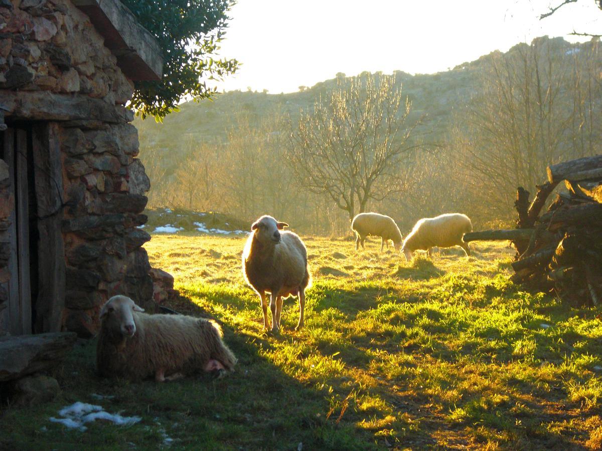 Al Viento, Alojamiento&Turismo Rural Prádena del Rincón Esterno foto